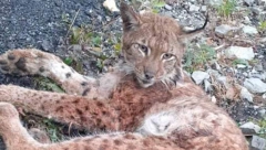 Ris Rista izlečen i vraća se u prirodu