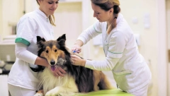 Sve šta treba da znate o čipovanju ljubimaca