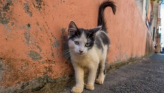 MISTERIOZNE SMRTI MAČAKA! Nestaju od septembra, 8 MRTVIH pronađeno na obližnjoj njivi!