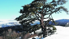 SVETO DRVO IZDRŽALO JAKE UDARE SNEGA Svako jutro sa strahom gledali ka njemu