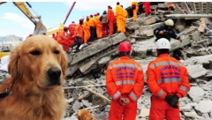 PITALI SMO VETERINARA DA LI PSI MOGU DA PREDOSETE ZEMLJOTRES  Evo kako se ponašaju samo par sati pre podrhtavanja tla