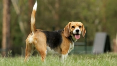 REP KOD PASA je izuzetno važan deo tela  i ima brojne uloge za koje možda i ne znate