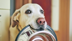 RECEPT DANA Kockice sa džigericom za vašeg četvoronožnog prijatelja jer on zaslužuje najbolje