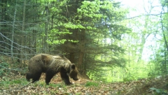 KRAJ ZIME Medved izašao iz pećine i nije video svoju senku