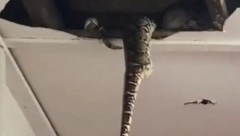 HOROR! Vatrogasci su mislili da će imati lak zadatak, a onda se plafon obrušio od njihove težine! (VIDEO)