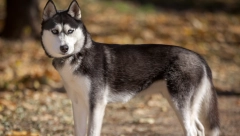 TORONTO BIRA GRADONAČELNIKA Ženska haskija jedan od favorita za gradsku funkciju