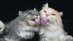 MONSTRIM IZ OKOLINE NIŠA SEJE STRAH  Žive mačke mučene su i zapaljene