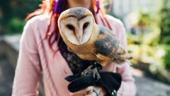 Sova u našoj zemlji ima sve manje! Saznajte kako da im pomognete ako naiđete na njih