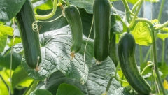 TIKVICE NAJBOLJE USPEVAJU U SAKSIJI Evo kako da ih gajite na balkonu