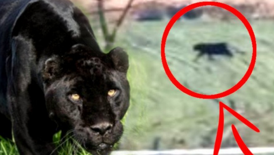 "KAKAV PANTER, KAKVI BAKRAČI" Mačvani tvrde da je priča o "neobičnoj mački" u njihovom kraju izmišljotina