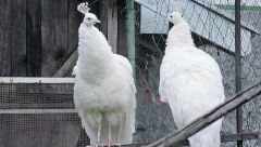 Pogledajte kako izgleda retka vrsta pauna u Zoološkom vrtu Vrnjci