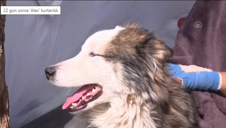 PAS PREŽIVEO 23 DANA ISPOD RUŠEVINAMA Spasioci mu odmah dali ime (VIDEO)