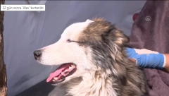 PAS PREŽIVEO 23 DANA ISPOD RUŠEVINAMA Spasioci mu odmah dali ime (VIDEO)