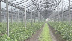 ZASADIO MILIONE Dejan pokrenuo unosan biznis, zainteresovan i Istok i Zapad