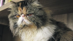 Imaju poseban karakter: Kakve su persijske mačke?