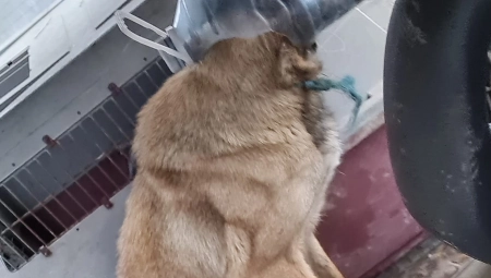 Monstrumi maltretirali psa, niko danima da mu pomogne