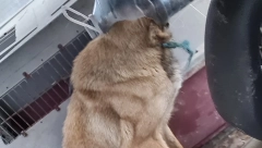 Monstrumi maltretirali psa, niko danima da mu pomogne