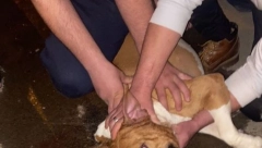 JEDVA OBUZDALI STAFORDA Napao ženu i maltezera, obuzdali ga slučajni prolaznici