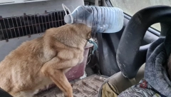 CRNO NAM SE PIŠE Psihopate koje zlostavljaju životinje ubijale bi i ljude: Sadisti muče pse, društvo okreće glavu!