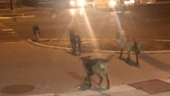 TRUDNICU IZUJEDAO ČOPOR PASA Napadi sve učestaliji, veterinar objasnio od čega zavisi da li će vas napasti