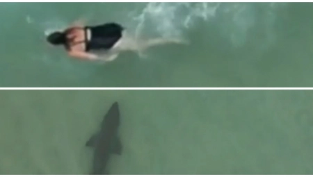 AJKULA SE PRIKRADA! Prizor u Australiji od kojeg staje srce "Nisam mogla da ih upozorim" (VIDEO)