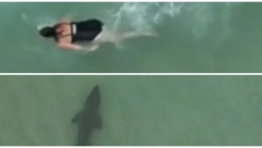 AJKULA SE PRIKRADA! Prizor u Australiji od kojeg staje srce "Nisam mogla da ih upozorim" (VIDEO)