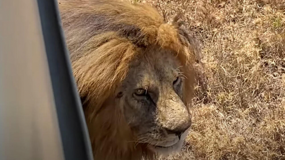 KRALJ LAVOVA JE PAO Svet se oprašta od Baba, tužna vest stigla iz Tanzanije