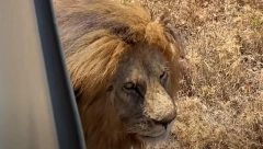KRALJ LAVOVA JE PAO Svet se oprašta od Baba, tužna vest stigla iz Tanzanije