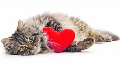 NEPOZNATA MAČKA VAM SE POJAVILA PRED VRATIMA? Evo šta to znači, a vrlo je važno i koje je boje