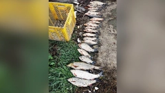 UHAPŠEN ZBOG NEDOZVOLJENOG RIBOLOVA! Kruševačka policija ga zatekla dok je iz čamca izvlačio mreže sa ribom!