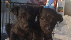 ZASTRAŠUJUĆE! Dečak iz Požarevca naočigled drugova ubio psa: Sedmogodišnjak ugušio štene golim rukama!