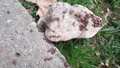 NAJEZDA CRVENIH BUBA! Banjalučane muče pitanja: Jesu li ovi insekti štetni po nas i kako da ih uklonimo? (FOTO)