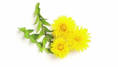 REŠAVA ODMAH PROBLEM Cvet maslačka leči kašalj