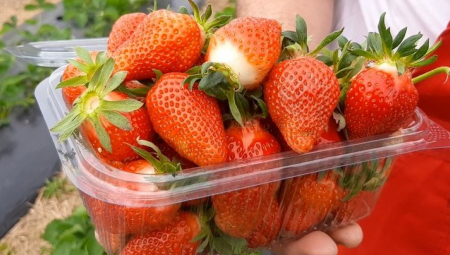 JAGODE IZ GRČKE NA KVANTAŠU OD 250 DO 350 DINARA PO KILU U prodavnicama je kilogram 1.200