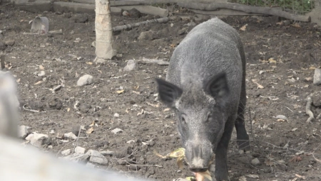 IMA 200 KILOGRAMA I SVI GA VOLE Mićko glavna atrakcija u selu