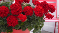 MUŠKATLE ĆE VAM CVETATI DO PRVIH SNEGOVA Samo u saksiju dodajte jedan sastojak