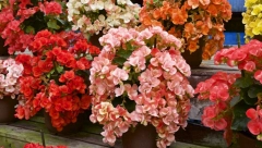 OTROVNE BILJKE SRBIJE Skrivena opasnost u prirodi