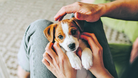 TRI NAJMIRNIJE RASE PASA Dobro se slažu sa decom