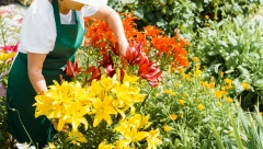 OVO CVEĆE SADI SE U SEPTEMBRU Ako hoćete da se dobro primi, ovo obavezno morate da uradite