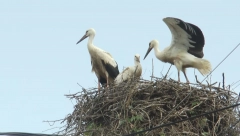 RODE OTIŠLE IZ SENTE Radnici im srušili gnezdo, ali zbog OVOGA su se vratile posle POLA SATA (FOTO)