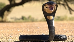 OTROVNA OSVETA Posvađao se sa ženom, kada je legla da spava oslobodio je kobru, komšije zatekle užas