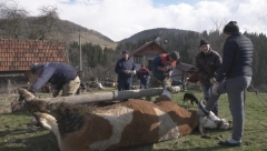 PREOBULI RAŠKA I CVETKA Teški su dve tone ali ih mnogi vole