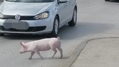 BEKSTVO KAO U FILMU Ljudi u šoku, ne veruju svojim očima