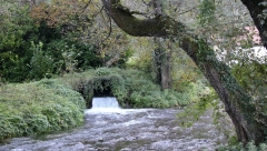 USNIMLJEN NAJVEĆI GLODAR NA SVETU BAŠ NA TAMIŠU! Mislili da je džinovski pacov, ali su se prevarili! (VIDEO)