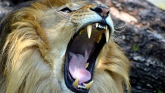NAUČNICI KONAČNO DOKAZALI Ljudi su gori i od lavova