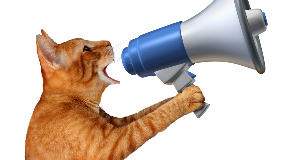 OVO SU NAJPAMETNIJE RASE MAČAKA Za neke sigurno niste znali