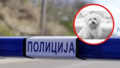 NAPADNUTI PSIĆ JE UGINUO! Jezivi detalji napada krvoločnih rotvajlera: Povrede zadobio i mladić koji je pokušavao da pomogne