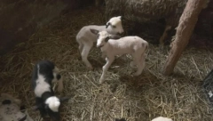 HOROR KOD VRŠCA Dečak (13) sekirom poubijao 12 jaganjaca u toru, policija na uviđaju