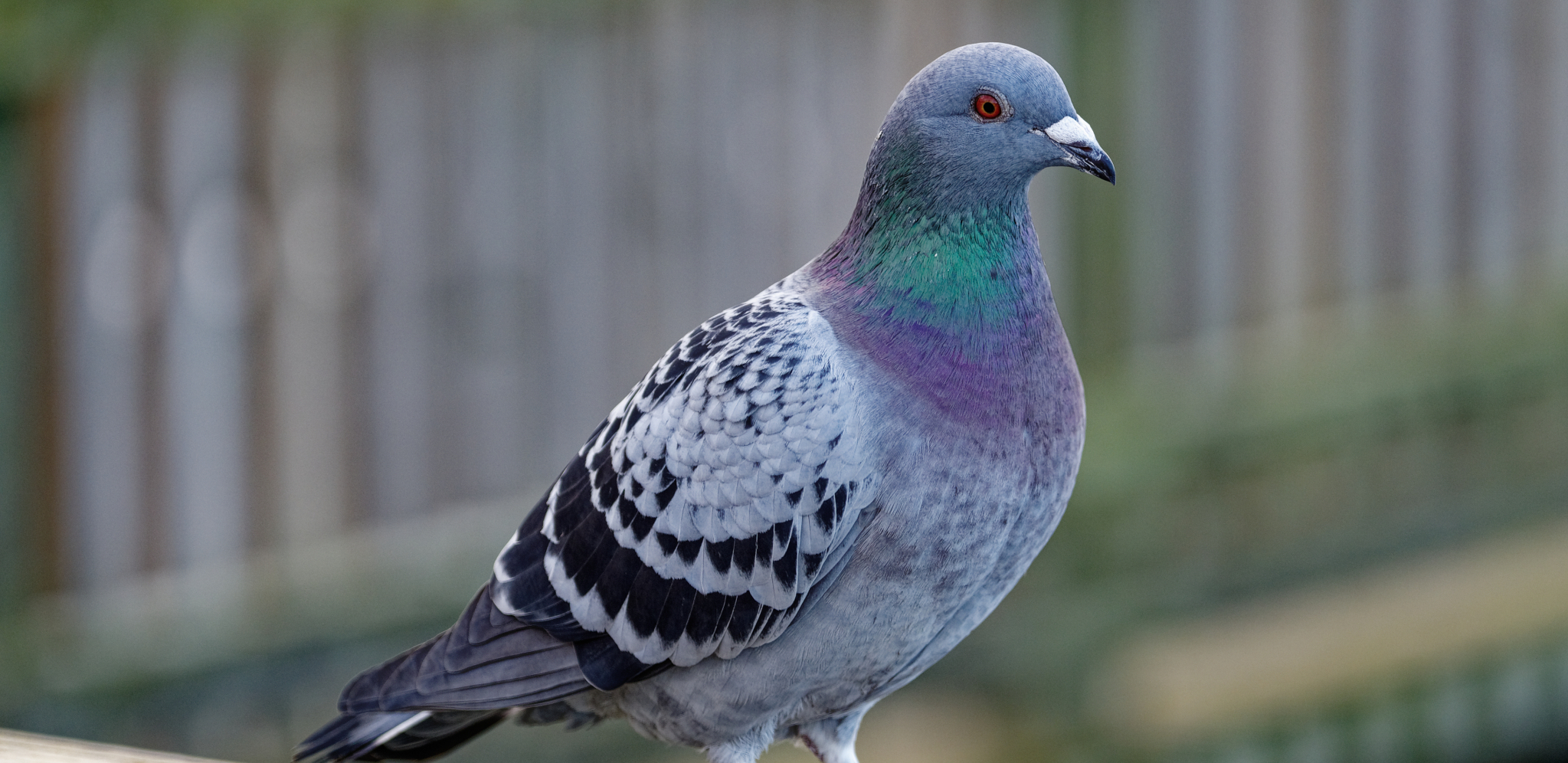 NEVIN PROVEO 8 MESECI U ZATVORU Golub optužen za špijunažu, ponovo na slobodi, usled nedostatka dokaza