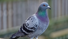 GOLUB INFLUENSER Devojka ga pronašla u kontejneru, a sada ga prate ga milioni